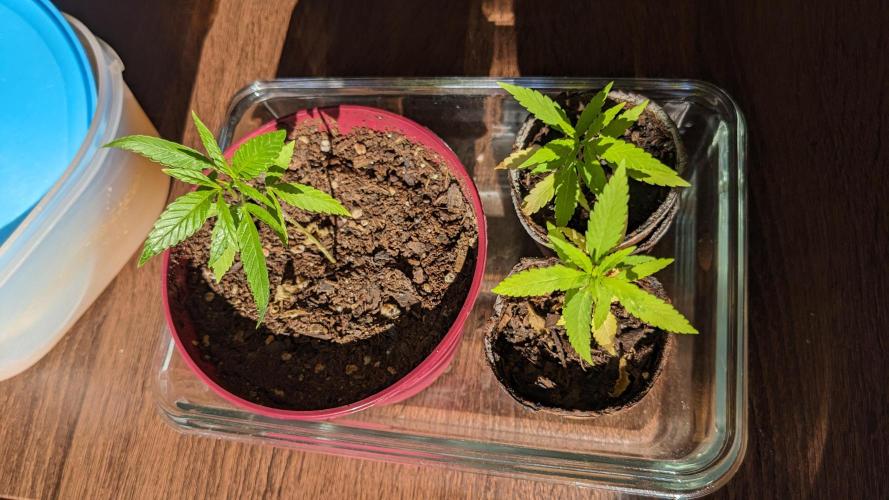 WINDOWSILL | Bagseeds. Week 10
