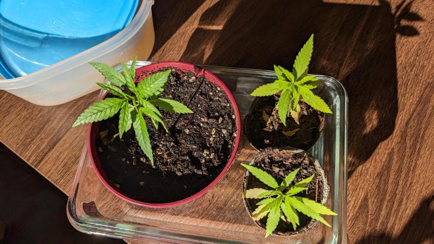 WINDOWSILL | Bagseeds. Week 10