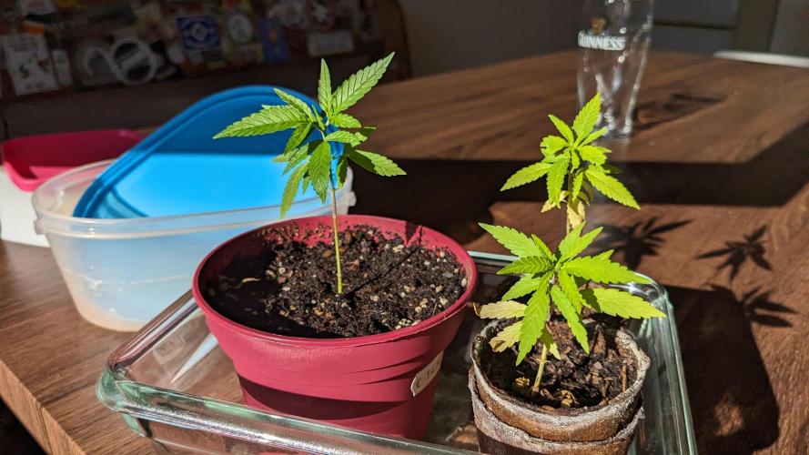 WINDOWSILL | Bagseeds. Week 10
