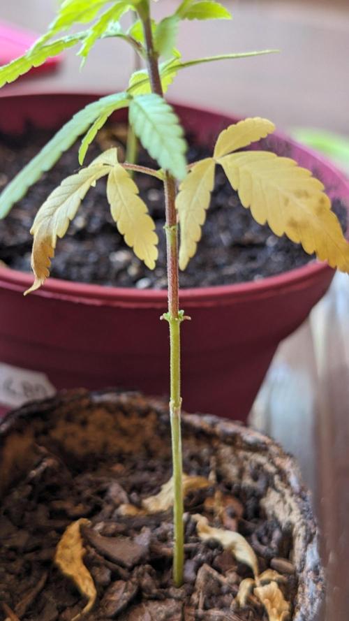 WINDOWSILL | Bagseeds. Week 10