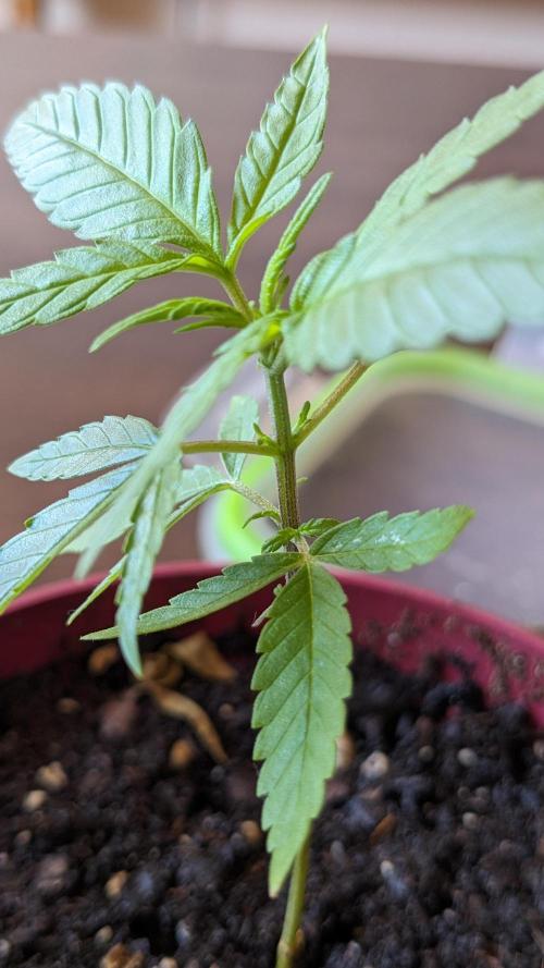 WINDOWSILL | Bagseeds. Week 10