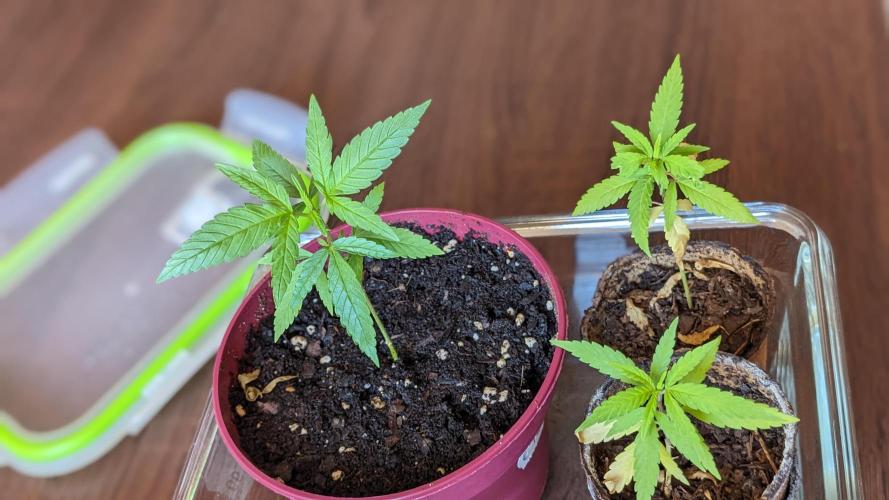 WINDOWSILL | Bagseeds. Week 10