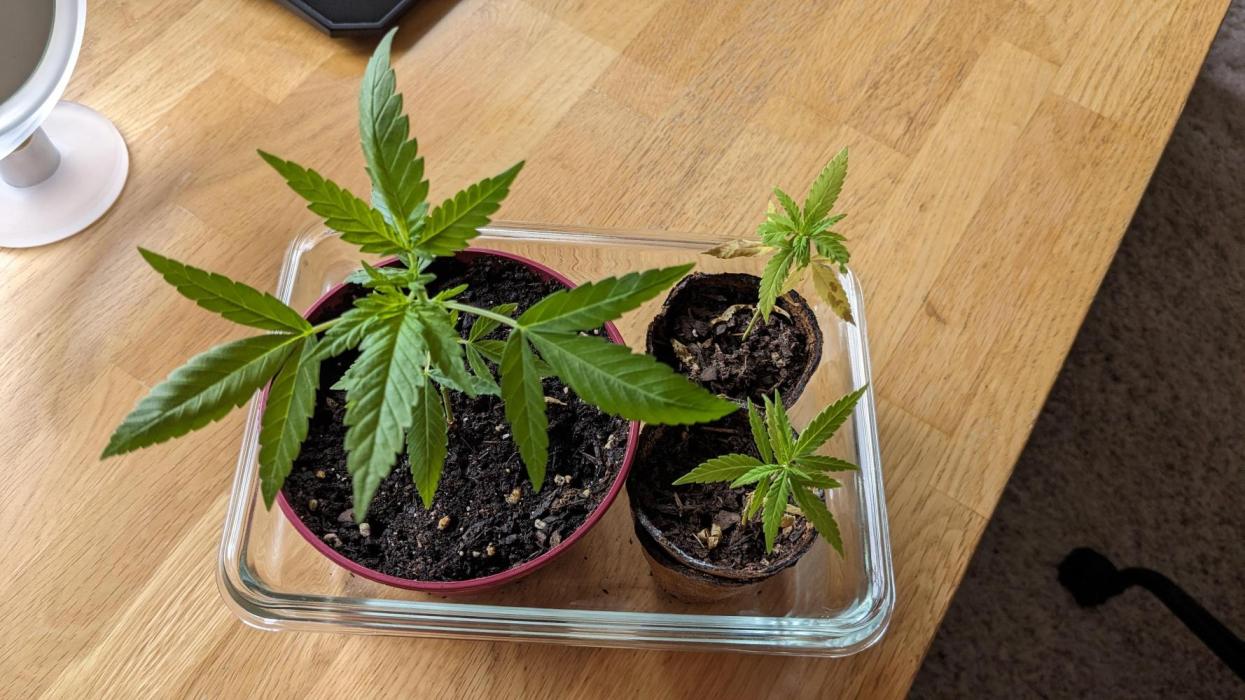 WINDOWSILL | Bagseeds. Week 11