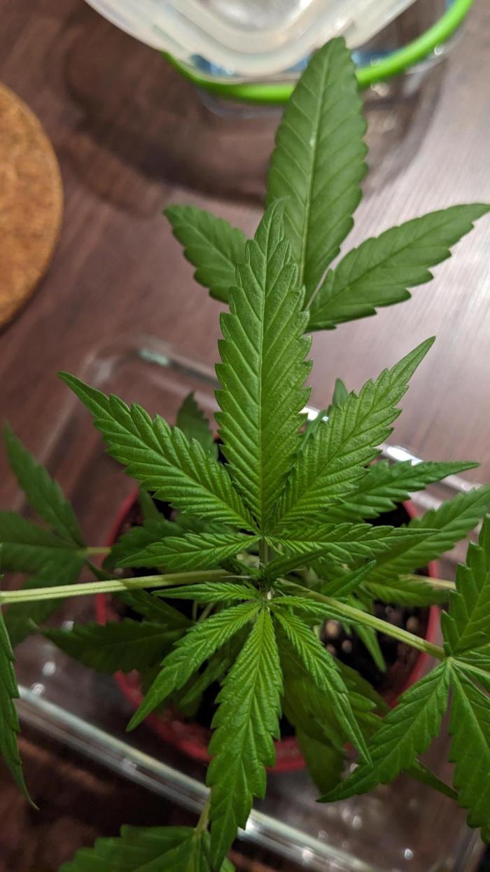WINDOWSILL | Bagseeds. Week 13