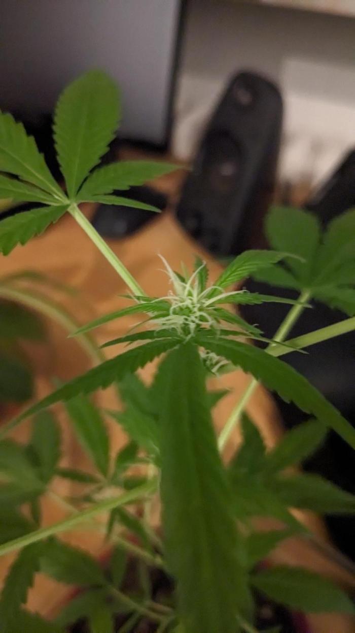 WINDOWSILL | Bagseeds. Week 15