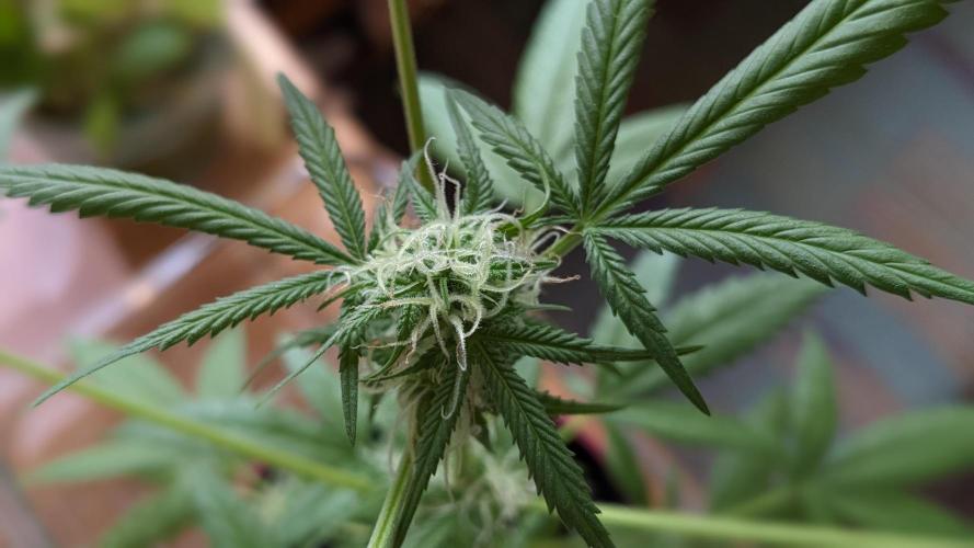 WINDOWSILL | Bagseeds. Week 17
