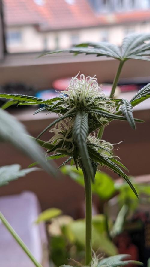 WINDOWSILL | Bagseeds. Week 17