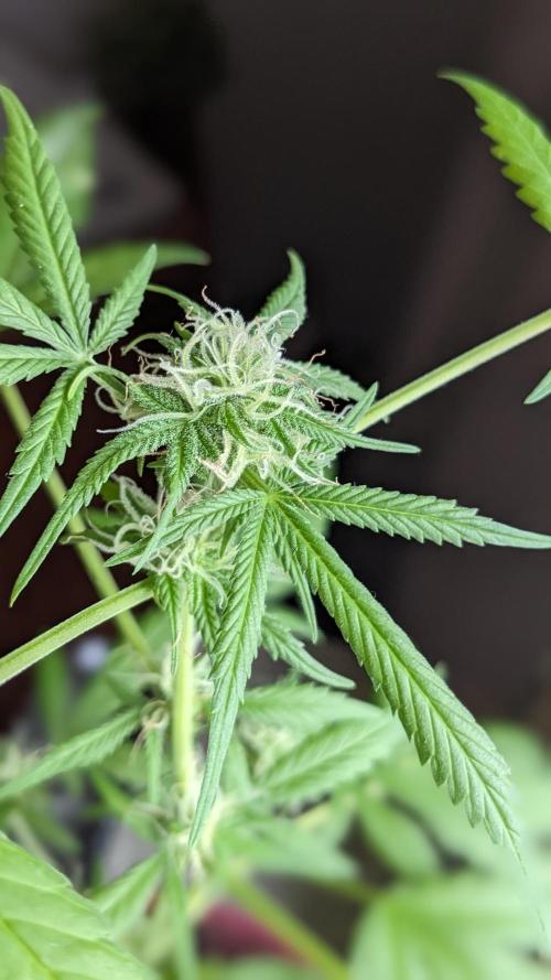 WINDOWSILL | Bagseeds. Week 17