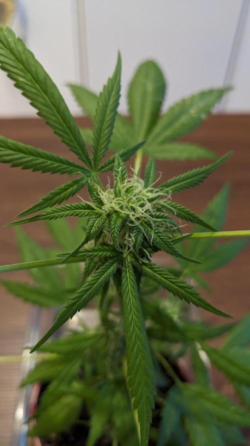 WINDOWSILL | Bagseeds. Week 18
