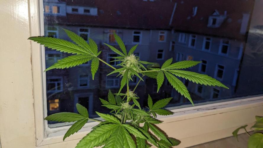 WINDOWSILL | Bagseeds. Week 18