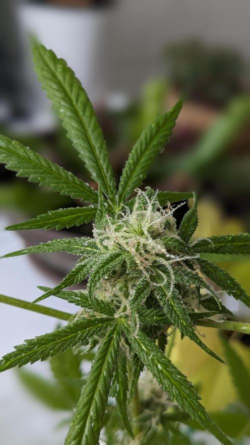 WINDOWSILL | Bagseeds. Week 19