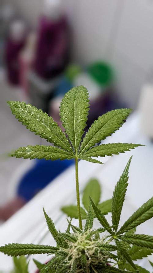 WINDOWSILL | Bagseeds. Week 19