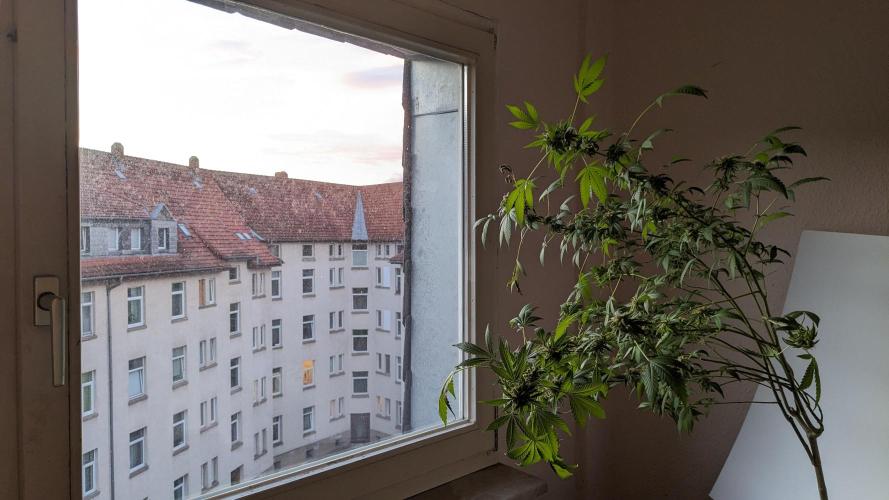 WINDOWSILL | Matanuska. Week 36