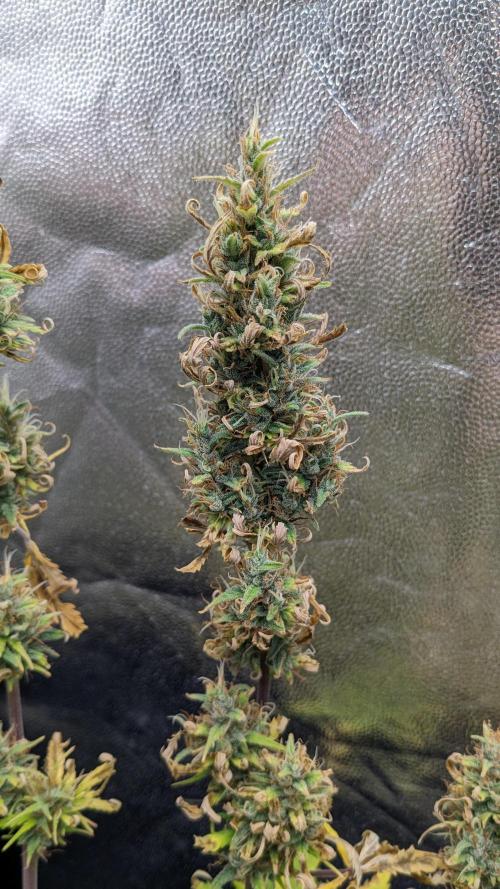 LIVING SOIL | Mimosa Cake + Gorilla Z. Week 14 - Day 96 G Flower 07 (Comparison)