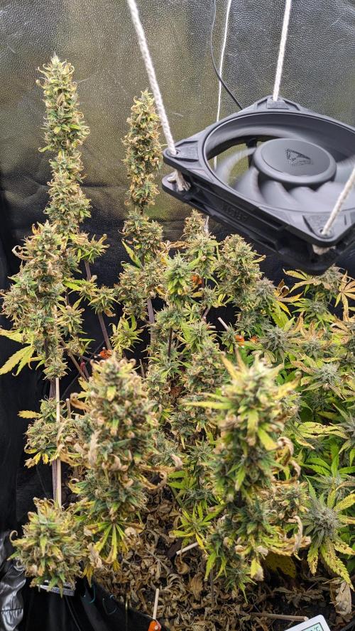 LIVING SOIL | Mimosa Cake + Gorilla Z. Week 14 - Day 96 G