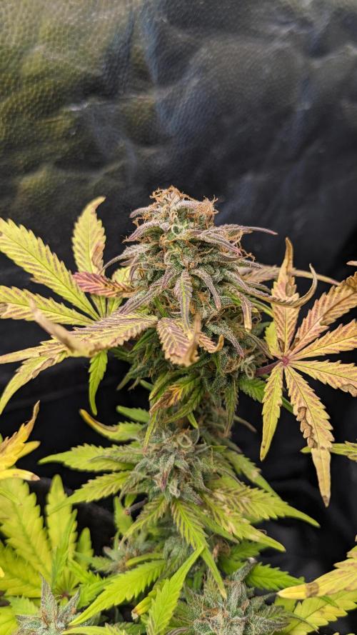 LIVING SOIL | Mimosa Cake + Gorilla Z. Week 14 - Day 96 M Flower 06 (Comparison)