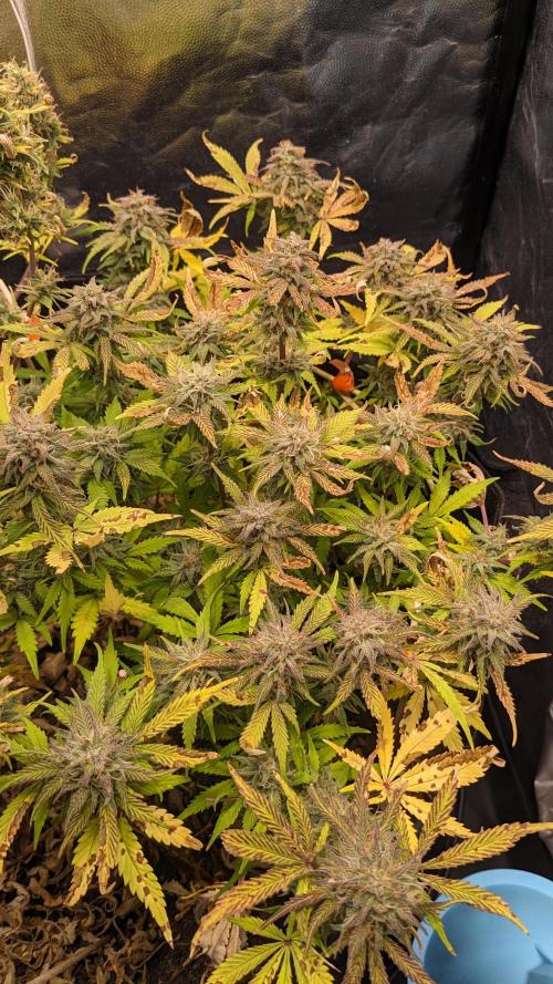 LIVING SOIL | Mimosa Cake + Gorilla Z. Week 14 - Day 96 M