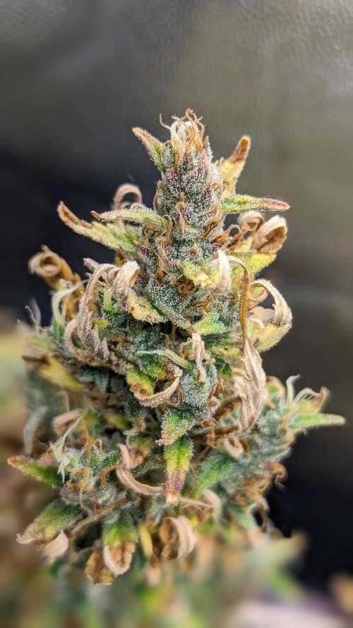LIVING SOIL | Mimosa Cake + Gorilla Z. Week 14 - Day 97 G Detail 01
