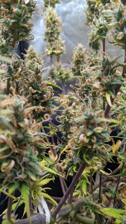 LIVING SOIL | Mimosa Cake + Gorilla Z. Week 14 - Day 97 G