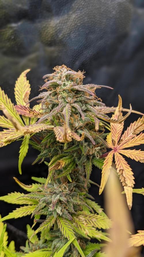 LIVING SOIL | Mimosa Cake + Gorilla Z. Week 14 - Day 97 M Detail 01