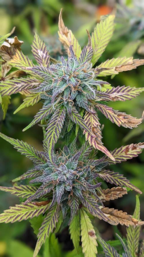 LIVING SOIL | Mimosa Cake + Gorilla Z. Week 14 - Day 97 M Detail 02