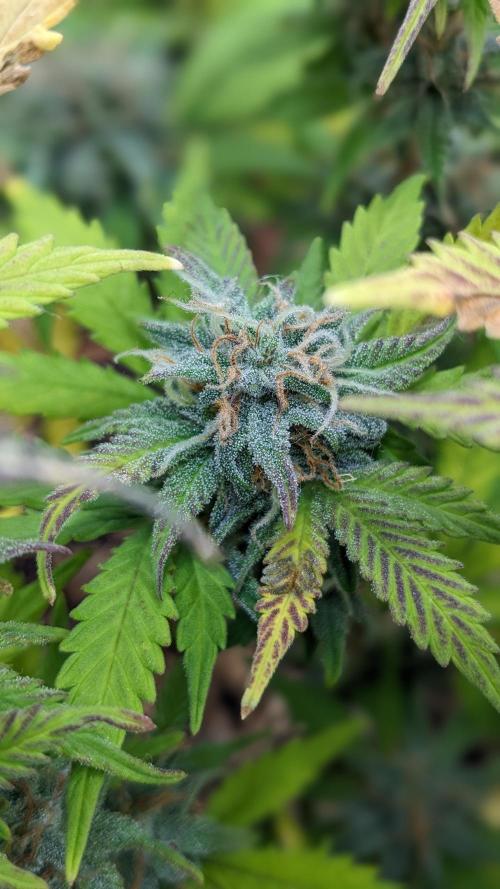 LIVING SOIL | Mimosa Cake + Gorilla Z. Week 14 - Day 97 M Detail 03