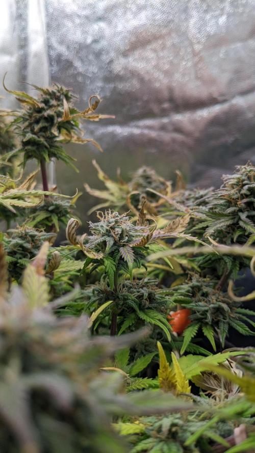 LIVING SOIL | Mimosa Cake + Gorilla Z. Week 14 - Day 97 M
