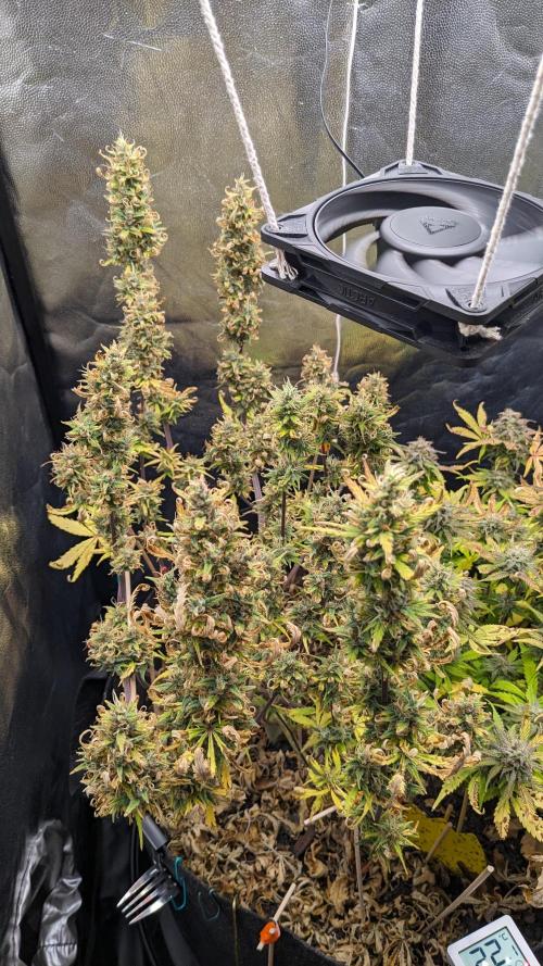 LIVING SOIL | Mimosa Cake + Gorilla Z. Week 14 - Day 98 G