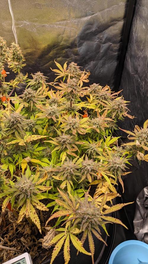 LIVING SOIL | Mimosa Cake + Gorilla Z. Week 14 - Day 98 M