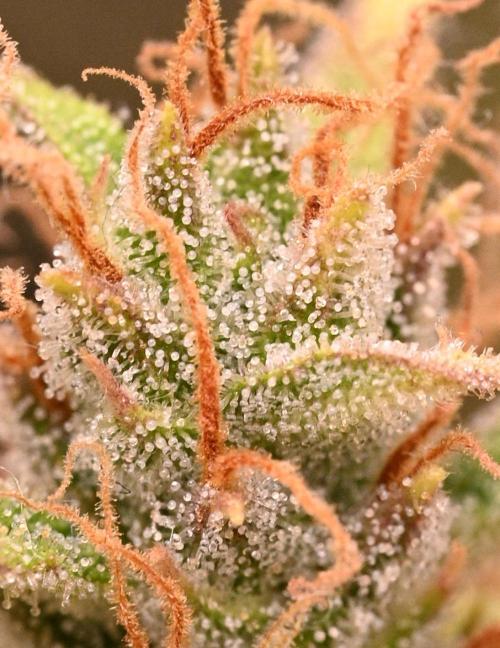 LIVING SOIL | Mimosa Cake + Gorilla Z. Week 14 - Day 98 G Trichomes (Top)