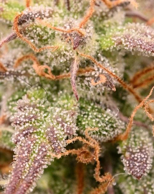 LIVING SOIL | Mimosa Cake + Gorilla Z. Week 14 - Day 98 M Trichomes (Top)