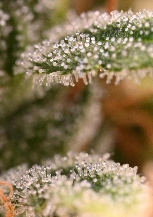 LIVING SOIL | Mimosa Cake + Gorilla Z. Week 14 - Day 98 G Trichomes (Bottom)
