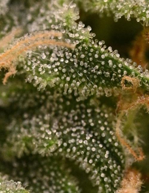 LIVING SOIL | Mimosa Cake + Gorilla Z. Week 14 - Day 98 M Trichomes (Bottom)