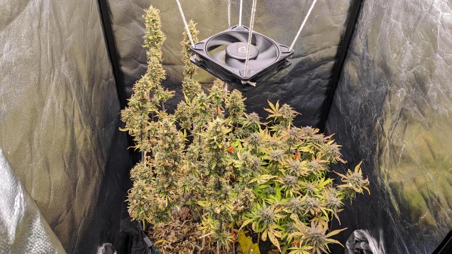 LIVING SOIL | Mimosa Cake + Gorilla Z. Week 15 - Day 99 G + M
