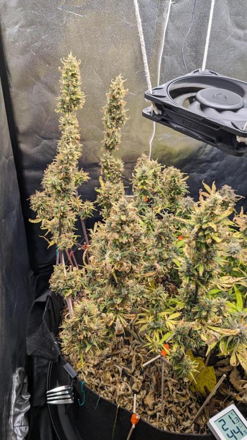 LIVING SOIL | Mimosa Cake + Gorilla Z. Week 15 - Day 100 G
