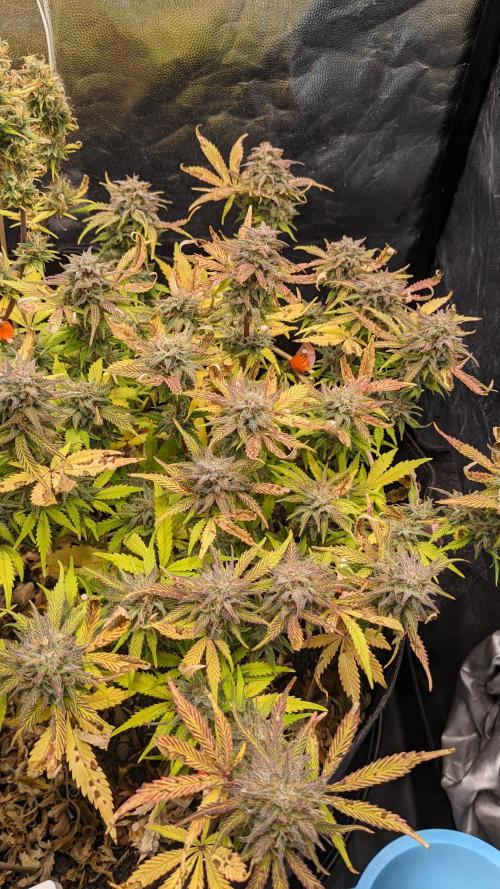 LIVING SOIL | Mimosa Cake + Gorilla Z. Week 15 - Day 100 M