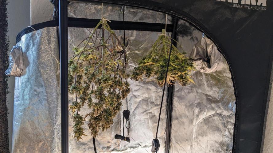 LIVING SOIL | Mimosa Cake + Gorilla Z. Week 16 - Day 101 G + M Drying