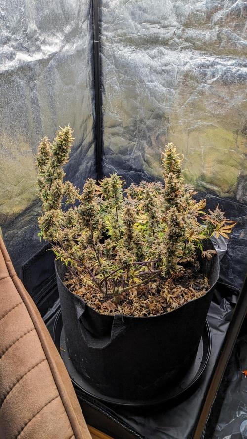 LIVING SOIL | Mimosa Cake + Gorilla Z. Week 16 - Day 101 G + M 01