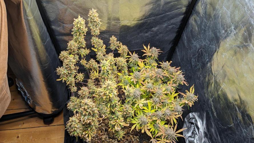 LIVING SOIL | Mimosa Cake + Gorilla Z. Week 16 - Day 101 G + M 02