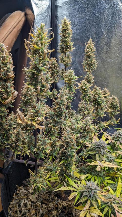 LIVING SOIL | Mimosa Cake + Gorilla Z. Week 16 - Day 101 G Canopy