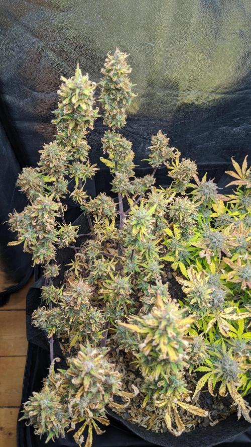 LIVING SOIL | Mimosa Cake + Gorilla Z. Week 16 - Day 101 G Canopy 02