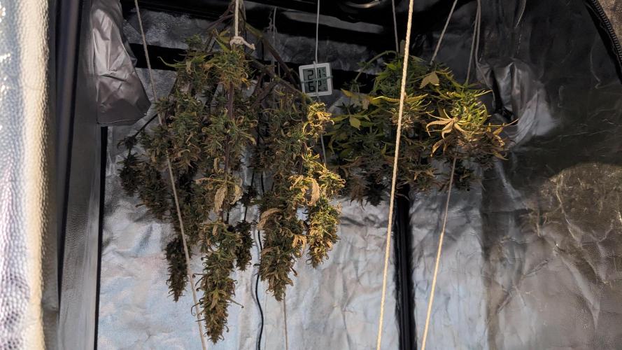 LIVING SOIL | Mimosa Cake + Gorilla Z. Week 16 - Day 101 G + M Drying 02