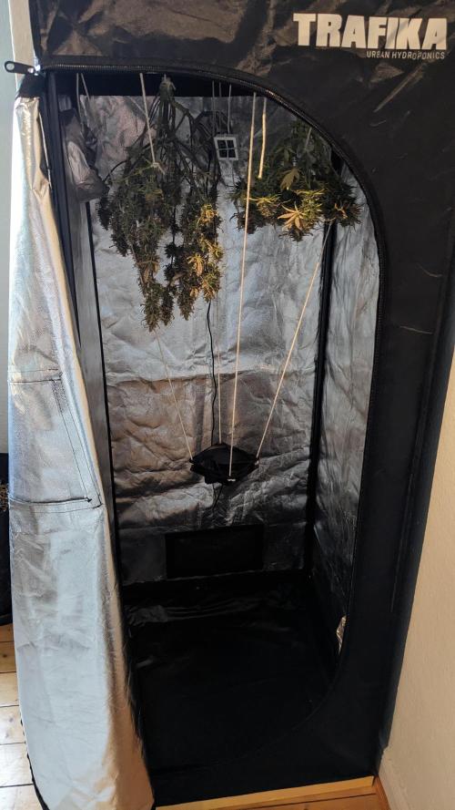 LIVING SOIL | Mimosa Cake + Gorilla Z. Week 16 - Day 101 G + M Setup
