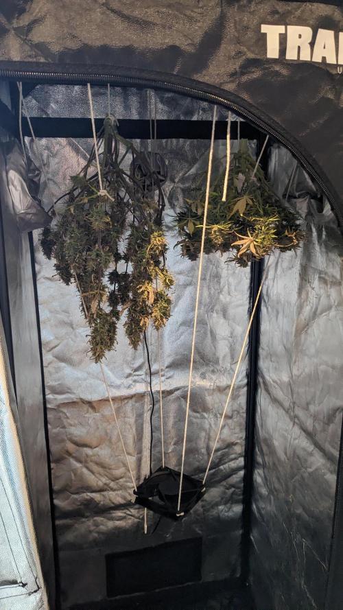 LIVING SOIL | Mimosa Cake + Gorilla Z. Week 16 - Day 101 G + M Setup 02