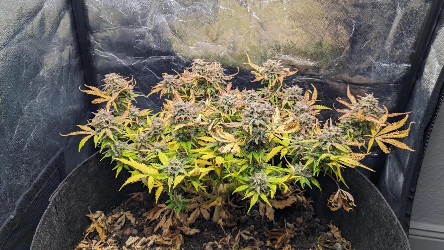 LIVING SOIL | Mimosa Cake + Gorilla Z. Week 16 - Day 101 M 