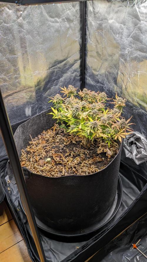 LIVING SOIL | Mimosa Cake + Gorilla Z. Week 16 - Day 101 M 02