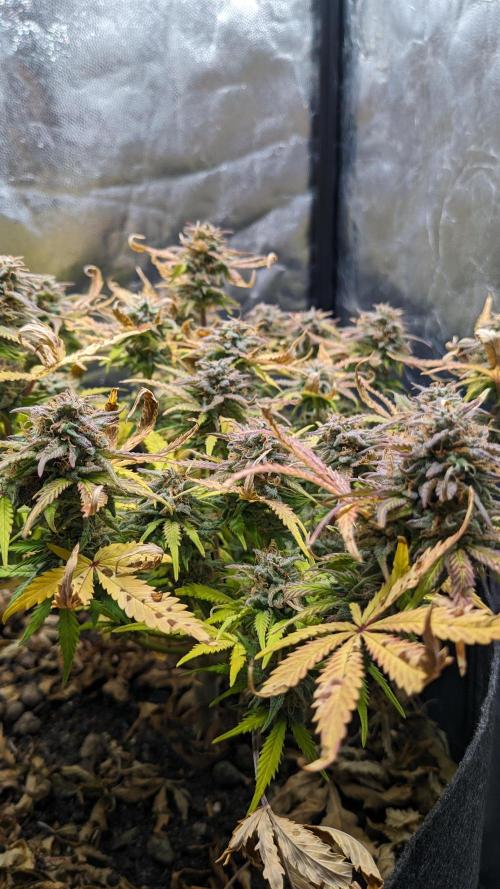 LIVING SOIL | Mimosa Cake + Gorilla Z. Week 16 - Day 101 M Canopy