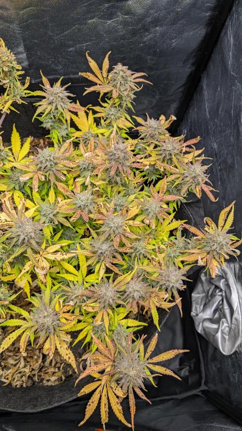LIVING SOIL | Mimosa Cake + Gorilla Z. Week 16 - Day 101 M 03