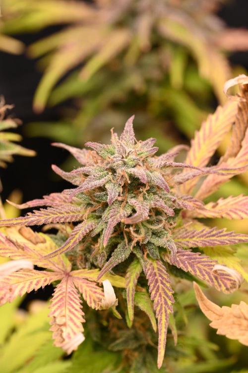 LIVING SOIL | Mimosa Cake + Gorilla Z. Week 16 - Day 101 M Bud (Camera)