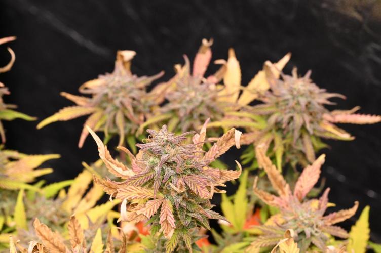 LIVING SOIL | Mimosa Cake + Gorilla Z. Week 16 - Day 101 M Bud 02 (Camera)